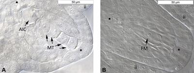 Ploidy-Dependent Effects of <mark class="highlighted">Light Stress</mark> on the Mode of Reproduction in the Ranunculus auricomus Complex (Ranunculaceae)